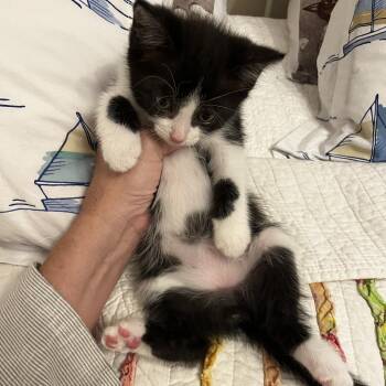 Ectoplasm 27 -  Domestic Short Hair Cat for Adoption in Austin, Texas - Ectoplasm 27 | PetCurious