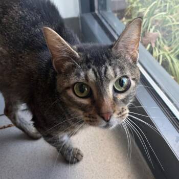 Tootie -  Domestic Short Hair Cat for Adoption in Nashville, Tennessee - Tootie | PetCurious