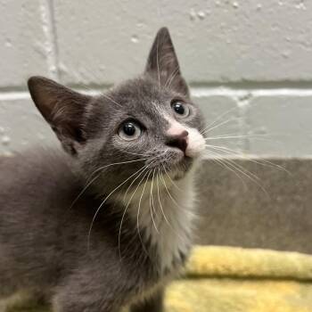 Saturn -  Domestic Short Hair Cat for Adoption - Saturn | PetCurious