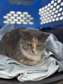 Kimchi -  Domestic Short Hair Cat for Adoption in Chicago, Illinois - Kimchi | PetCurious