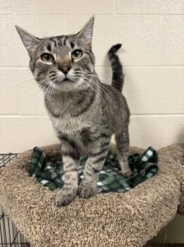 Milly -  Domestic Short Hair Cat for Adoption in Valparaiso, Indiana - Milly | PetCurious