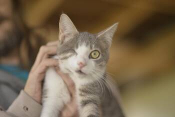 Rescue Domestic Short Hair Cats for Adoption in Mount Pleasant, Pennsylvania - Isacc | PetCurious