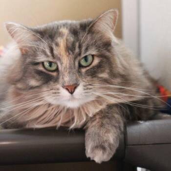 Kehlani -- Bonded Buddy With Kobain -  Domestic Short Hair Cat for Adoption in Des Moines, Iowa - Kehlani -- Bonded Buddy With Kobain | PetCurious