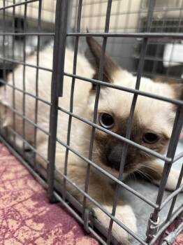 PEACE -  Domestic Short Hair Cat for Adoption in Las Vegas, Nevada - PEACE | PetCurious