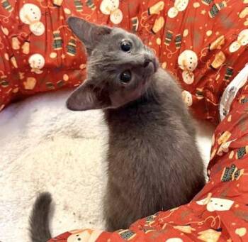Ivy -  Domestic Short Hair Cat for Adoption in Vaughan, Ontario - Ivy | PetCurious