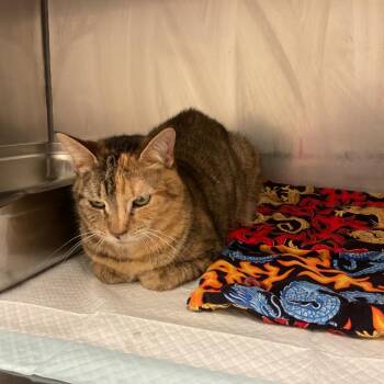 Gemini -  Domestic Short Hair Cat for Adoption in Monroe, Louisiana - Gemini | PetCurious