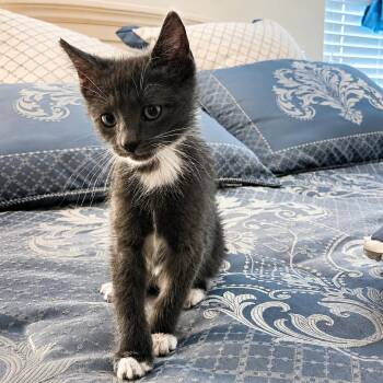 Ethel -  Domestic Short Hair Cat for Adoption in Houston, Texas - Ethel | PetCurious