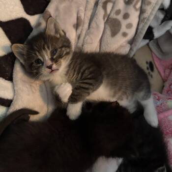 Umber -  Domestic Short Hair Cat for Adoption in Kanab, Utah - Umber | PetCurious