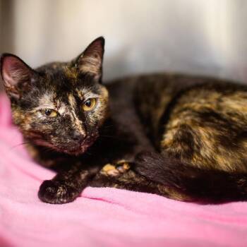Domestic Short Hair Cats Available for Adoption in Dover, New Hampshire - Kendall | PetCurious