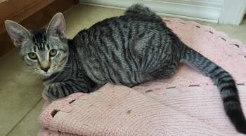 Moja Nambari -  Domestic Short Hair and Tabby Cat for Adoption in Chandler, Arizona - Moja Nambari | PetCurious