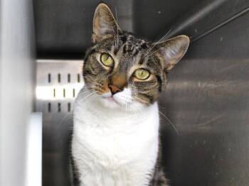 Domestic Short Hair Cats Available for Adoption in Tallahassee, Florida - YOSHI | PetCurious