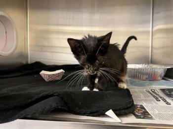 SHANI -  Domestic Short Hair Cat for Adoption in Tustin, California - SHANI | PetCurious