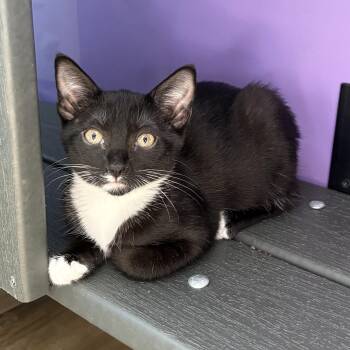 Betsy Bobbin -  Domestic Short Hair Cat for Adoption in Asheville, North Carolina - Betsy Bobbin | PetCurious
