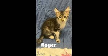 Roger -  Domestic Long Hair and Tabby Cat for Adoption in Ruskin, Florida - Roger | PetCurious