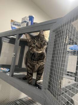 Rescue Domestic Short Hair Cats for Adoption in Poinciana, Florida - Sparky | PetCurious