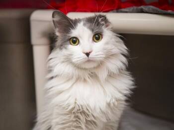 Domestic Medium Hair Cats Available for Adoption in Phoenix, Arizona - RONDA ROUSEY | PetCurious