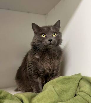 Meowstar -  Domestic Long Hair Cat for Adoption in Delson, Quebec - Meowstar | PetCurious