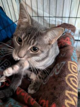 Tiger -  Domestic Short Hair Cat for Adoption in Duxbury, Massachusetts - Tiger | PetCurious