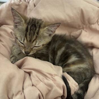 Rescue Domestic Short Hair Cats for Adoption in Hollister, Florida - Runt | PetCurious