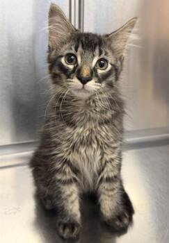 MUFASA -  Domestic Medium Hair Cat for Adoption in Minneapolis, Minnesota - MUFASA | PetCurious