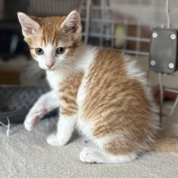 Basil -  Domestic Short Hair Cat for Adoption in Atlanta, Georgia - Basil | PetCurious