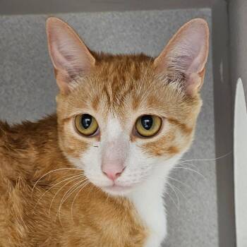 Domestic Short Hair Cats Available for Adoption in Seattle, Washington - Abby | PetCurious