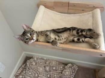 June -  American Shorthair Cat for Adoption in Houston, Texas - June | PetCurious