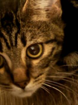 Rescue Domestic Short Hair Cats for Adoption in Hardeeville, South Carolina - Cider | PetCurious