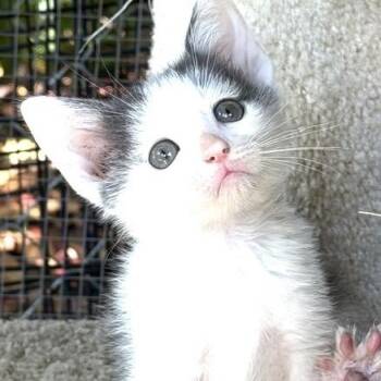 Squid -  Domestic Short Hair Cat for Adoption in Larkfield-wikiup, California - Squid | PetCurious