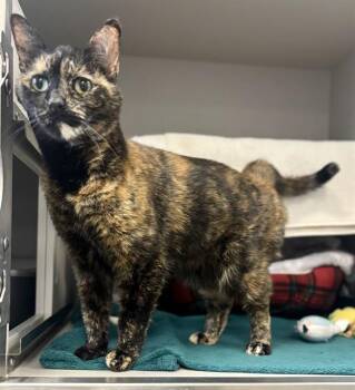 Domestic Short Hair Cats Available for Adoption in Kalamazoo, Michigan - CHRISSY | PetCurious