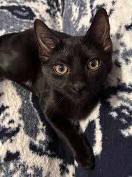 Warrior Cat Nightcloud -  Domestic Short Hair Cat for Adoption in Leesburg, Virginia - Warrior Cat Nightcloud | PetCurious