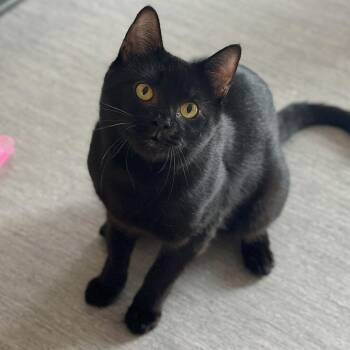 Orzo -  Domestic Short Hair Cat for Adoption in Port Washington, New York - Orzo | PetCurious
