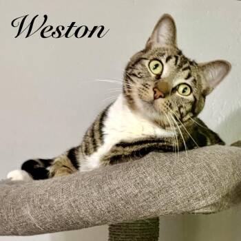 Weston -  Domestic Short Hair Cat for Adoption in Fort Worth, Texas - Weston | PetCurious