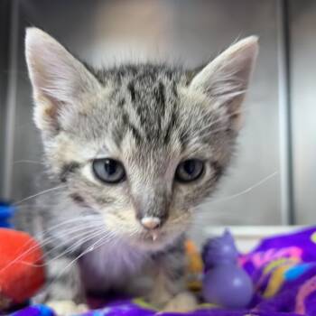Spaghetti-O -  Domestic Short Hair Cat for Adoption in Newport, North Carolina - Spaghetti-O | PetCurious