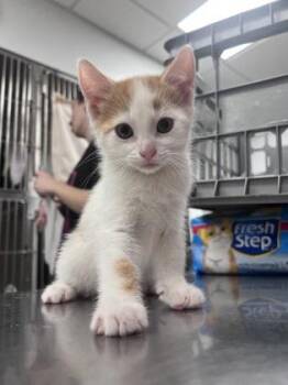 Domestic Short Hair Cats Available for Adoption in Elmira, New York - Beetle | PetCurious