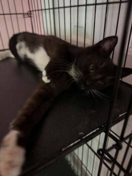 Domestic Short Hair Cats Available for Adoption in Deltona, Florida - Sailer | PetCurious