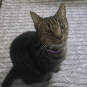 Bandit -  Tabby Cat for Adoption in Knoxville, Tennessee - Bandit | PetCurious