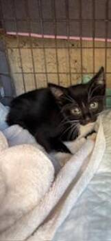 Ferb -  Domestic Short Hair Cat for Adoption in Honolulu, Hawaii - Ferb | PetCurious