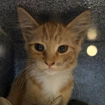 Sugar -  Domestic Short Hair Cat for Adoption in Pasadena, California - Sugar | PetCurious