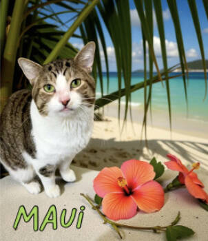 Rescue Domestic Short Hair Cats for Adoption in Joplin, Missouri - Maui 33938 | PetCurious