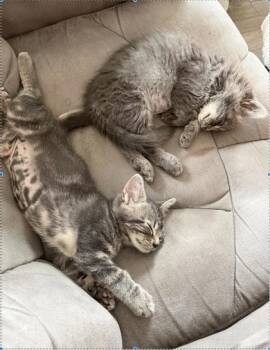 Domestic Short Hair Cats Available for Adoption in Montreal, Quebec - Zazou (FE-26) | PetCurious