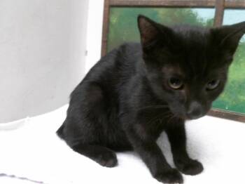 DUCHESS -  Domestic Short Hair Cat for Adoption in Houston, Texas - DUCHESS | PetCurious