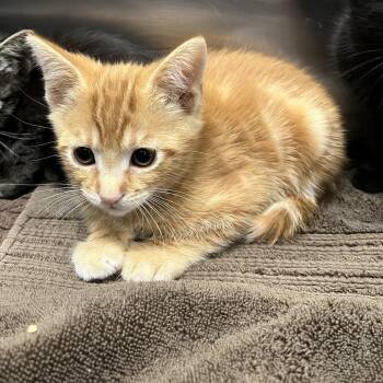 Sleepy -  Domestic Short Hair Cat for Adoption in Long Beach, California - Sleepy | PetCurious
