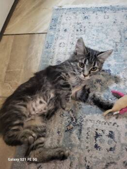 Rescue Domestic Long Hair Cats for Adoption in West Mifflin, Pennsylvania - Virginia Slim | PetCurious