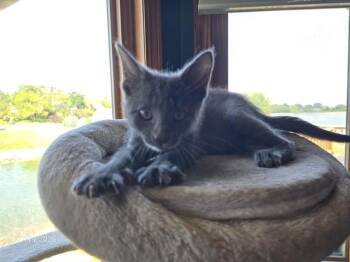 GRADY -  Domestic Short Hair Cat for Adoption in Omaha, Nebraska - GRADY | PetCurious