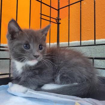 Wisclawson -  Domestic Short Hair Cat for Adoption in Westminster, California - Wisclawson | PetCurious