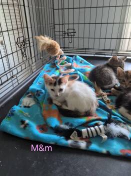 M&M -  Calico and Domestic Short Hair Cat for Adoption in Shrewsbury, Massachusetts - M&M | PetCurious