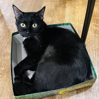 Rescue Domestic Short Hair Cats for Adoption in Morrison, Colorado - Celeste Somers | PetCurious