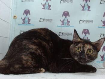 COCO -  Domestic Short Hair Cat for Adoption in Orlando, Florida - COCO | PetCurious