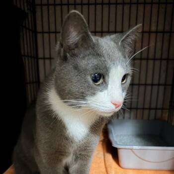 Domestic Short Hair Cats Available for Adoption in Winchester, Virginia - Cub | PetCurious